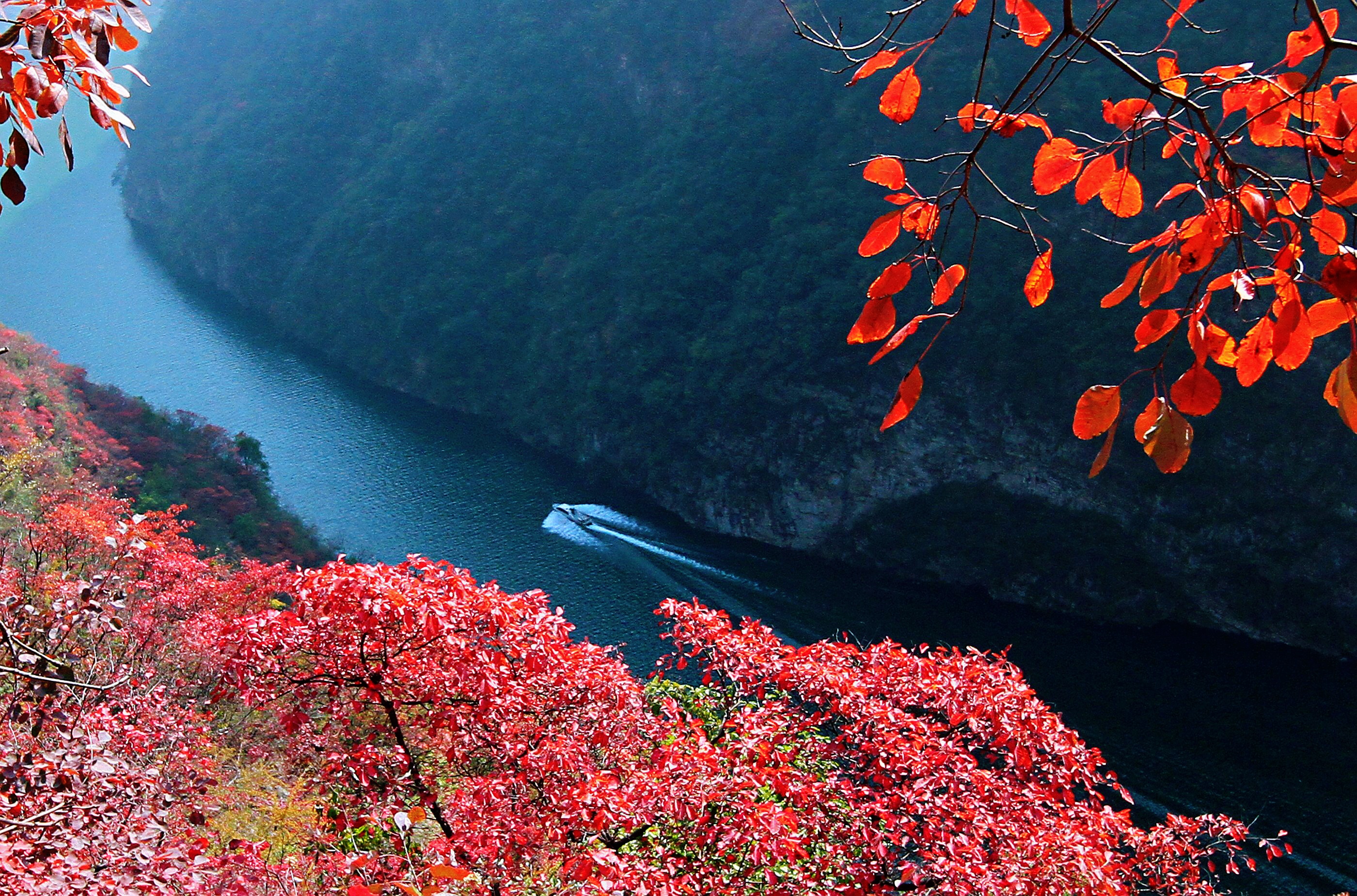 巫山红叶