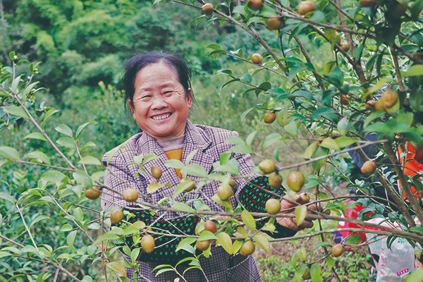 油茶迎丰收村民采摘忙