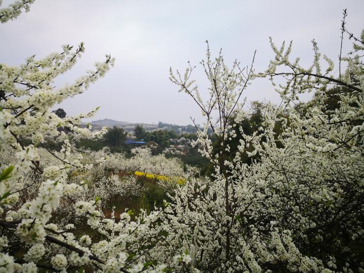 微信图片_20190403143629.jpg