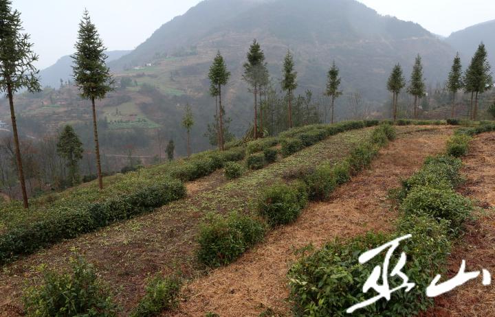 茶园村新修整的茶园。卢先庆摄.JPG