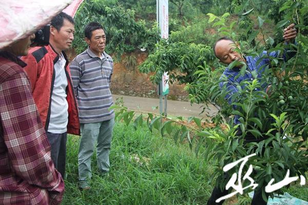 脆李種植專家對村民進行現場技術指導.JPG