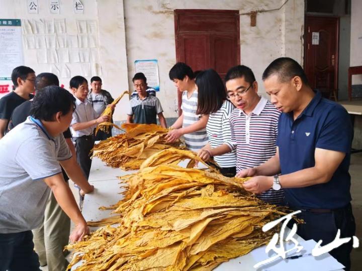 烤烟收购现场 (3).jpg