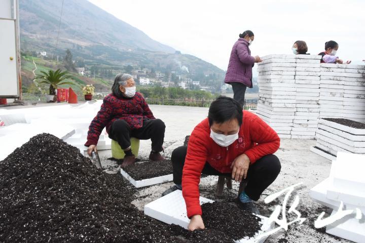 2月10日，巫山县巫峡镇蔬菜大棚育苗基地，人们戴着口罩在劳作。.JPG