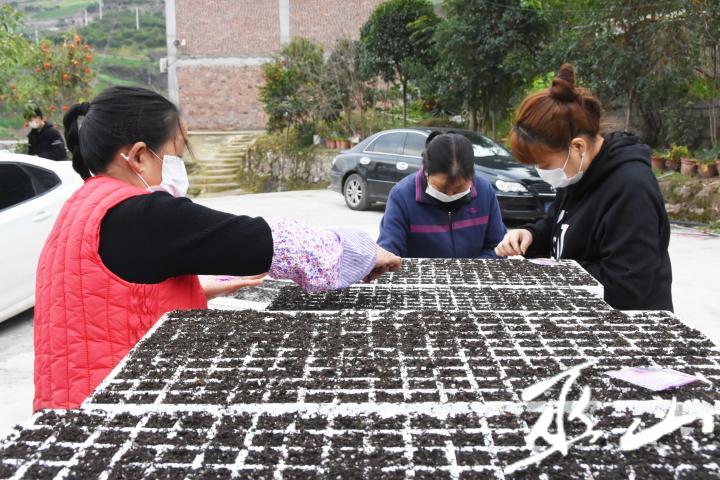 2月10日，巫山县巫峡镇蔬菜大棚育苗基地，人们戴着口罩在放置种子。.JPG