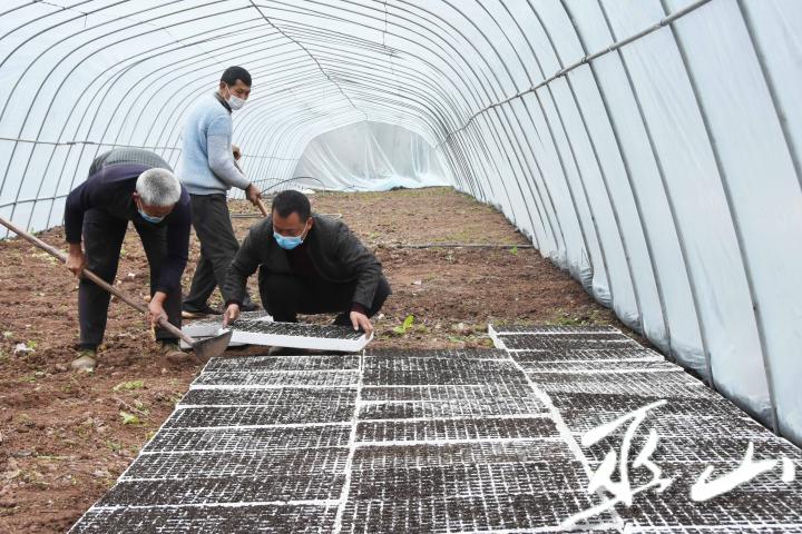 2月10日，巫山县巫峡镇蔬菜大棚育苗基地，人们戴着口罩劳作。.JPG