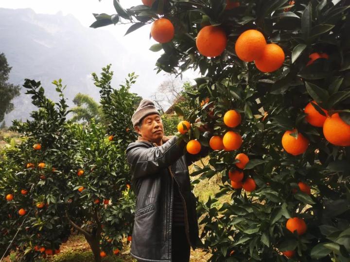 脱贫攻坚以来,下庄村累计种植柑橘800亩,成立专业合作社统一管理,预计