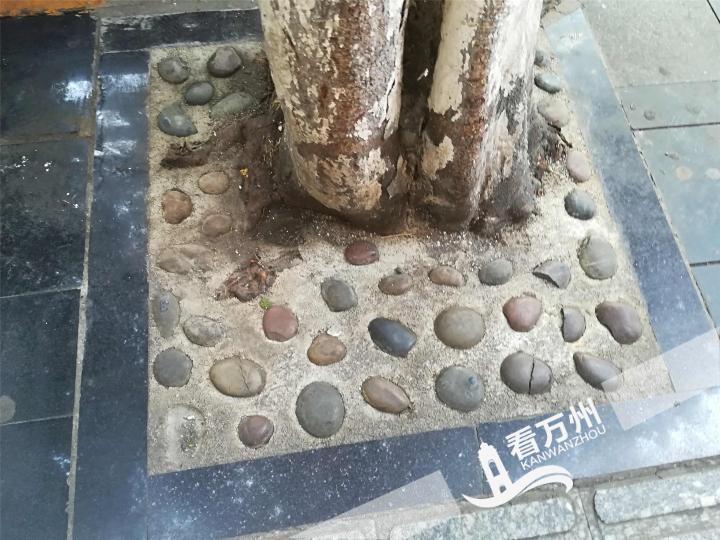 在太白路,树池地下铺上了平整的透水混凝土,人工镶嵌的鹅卵石圆润