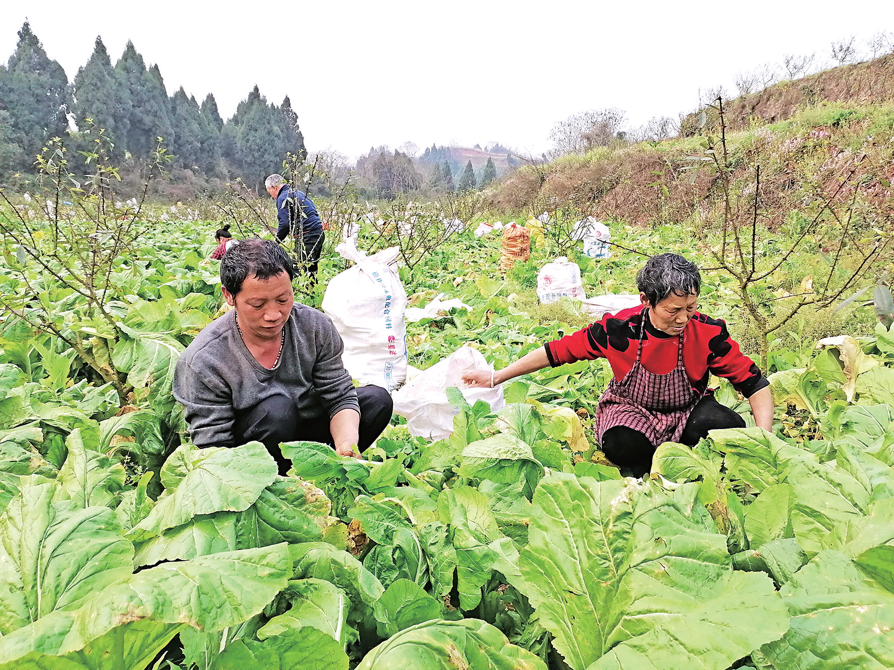 【在行动·乡村振兴见闻】“产业链”串起“增收链”——铜鼓镇高山村乡村振兴见闻