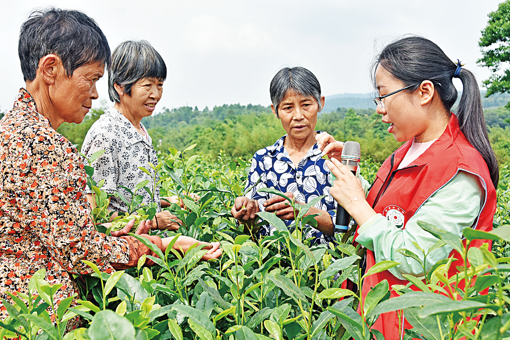 田间地头变课堂 茶叶专家送教忙