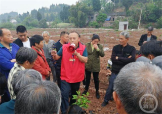 敢闖敢干 唯實爭先丨村里種上致富果 鄉(xiāng)村振興有奔頭