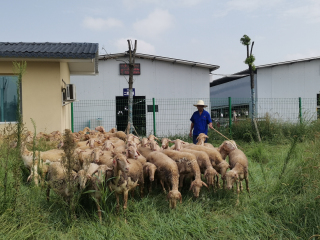【蹲点在一线】“羊”光大道阔步行——仁义三奇村湖羊产业发展侧记