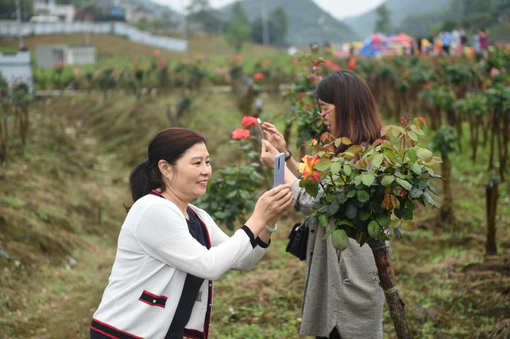 山城玫瑰花海迎客来