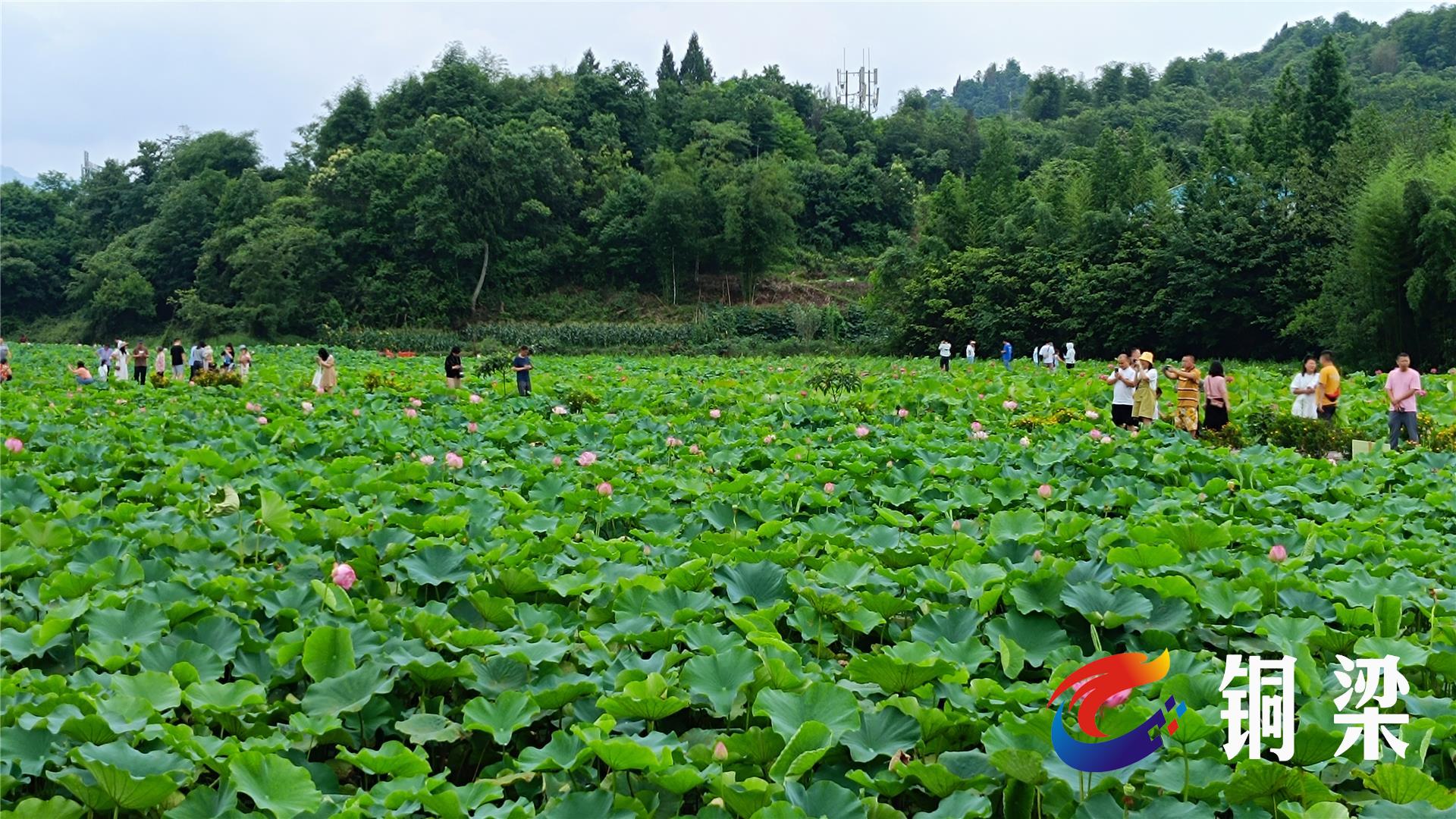 铜梁荷和原乡图片