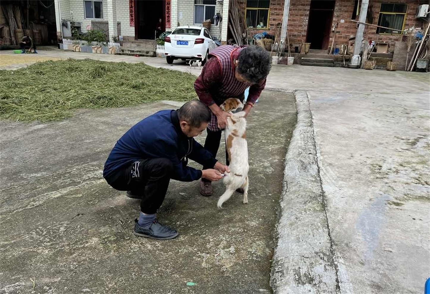 铜梁区大庙镇:为牲畜打上"秋季防疫预防针"——铜梁网