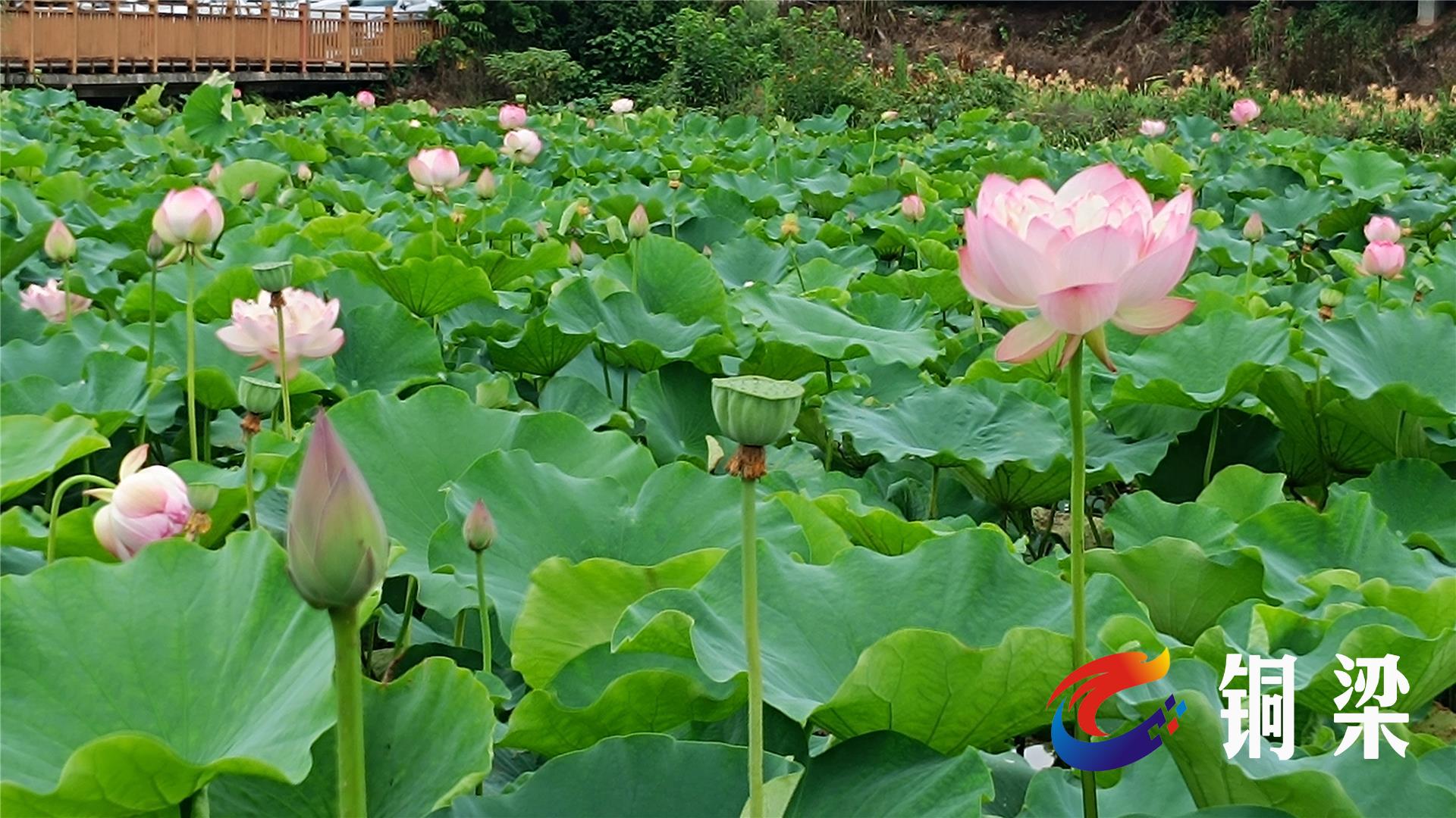 铜梁荷和原乡图片