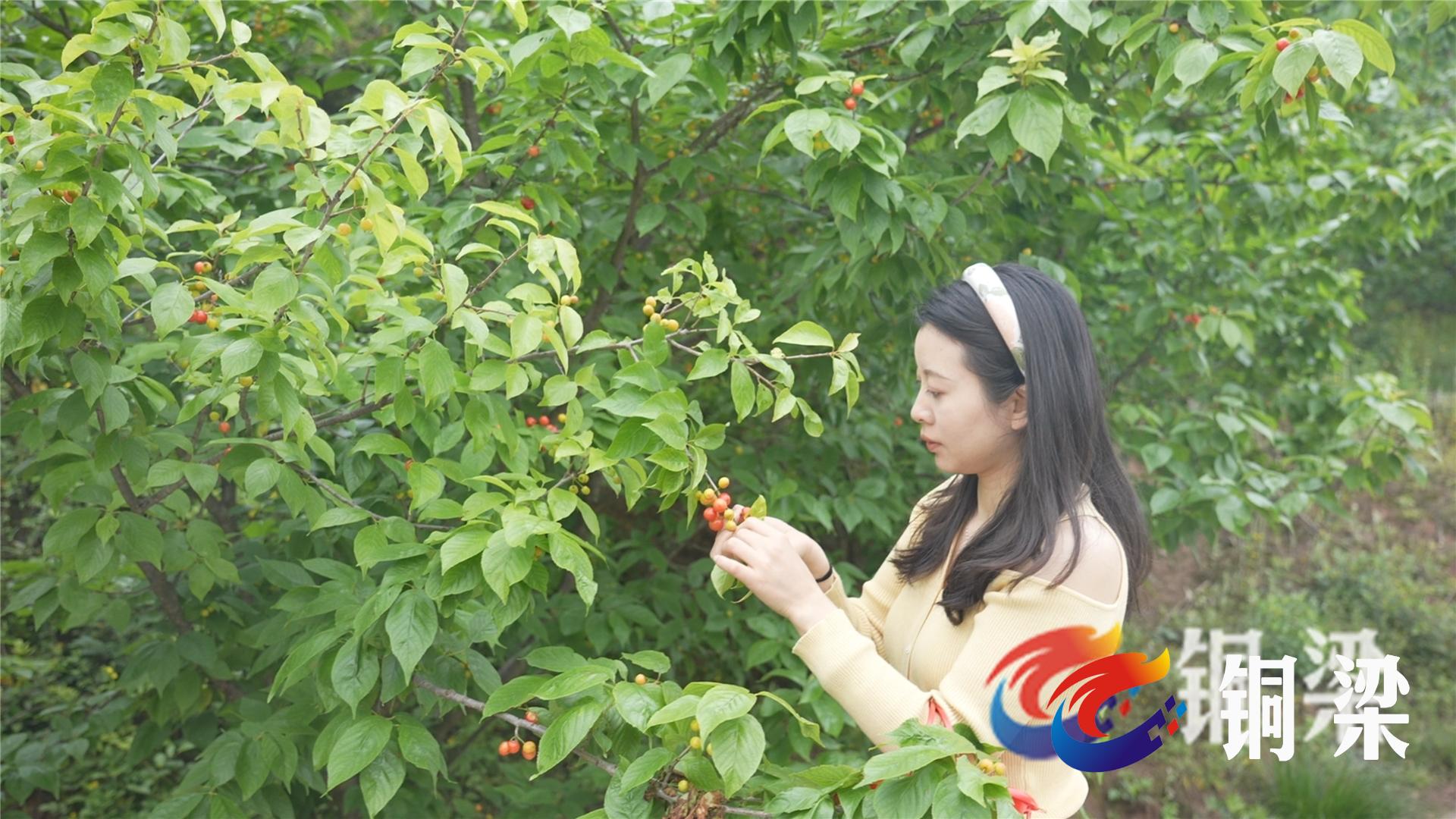 【铜梁融媒评论】让"赏花经济"常开不谢——铜梁网