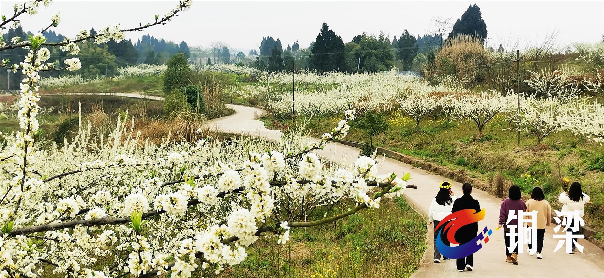 站在高处远望,李子林一眼望不到尽头.