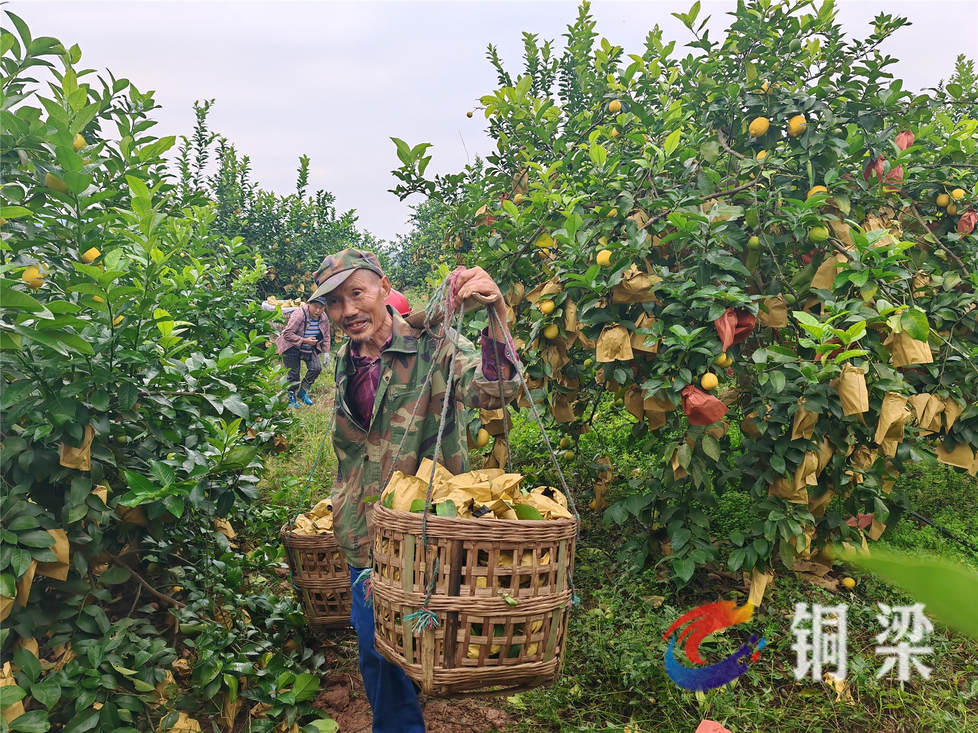 铜梁:做强龙乡水土生区域公共品牌 促进现代农业转型升级——铜梁网