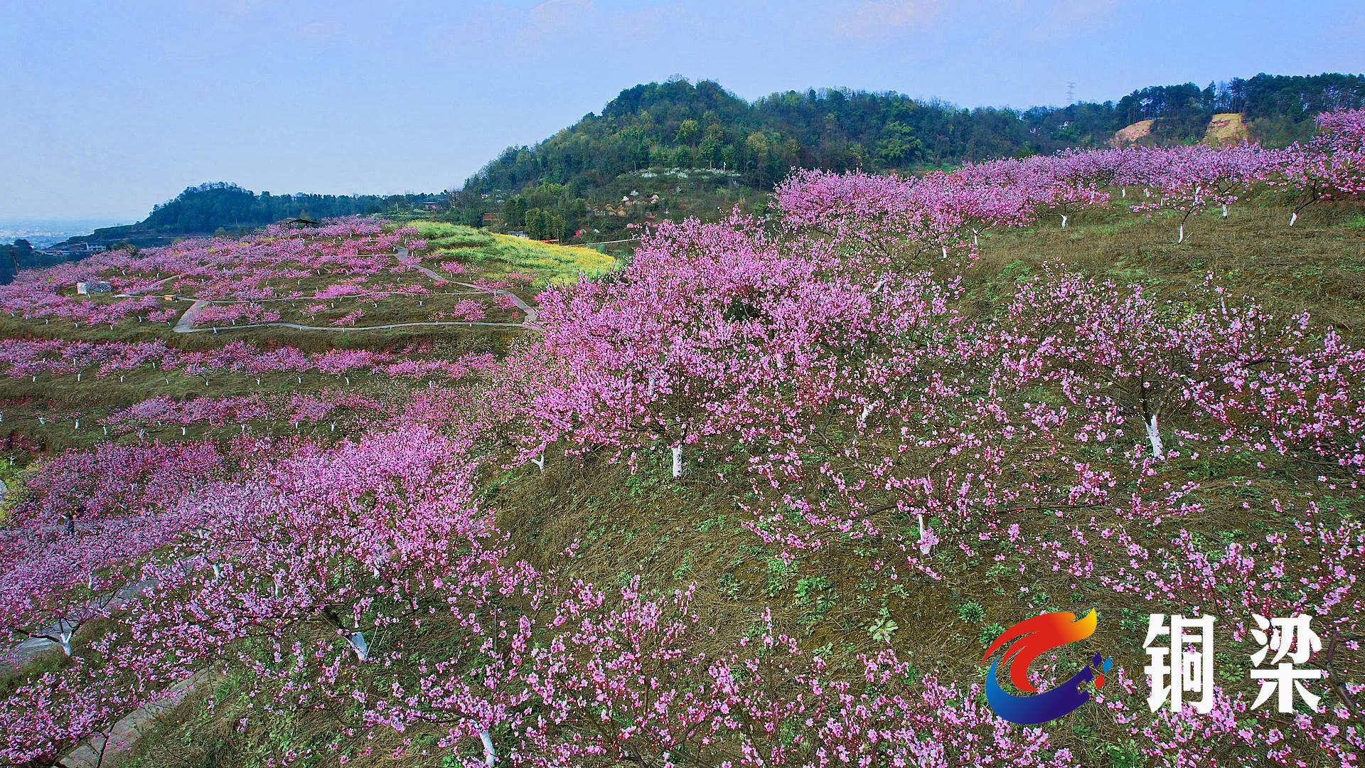 【铜梁融媒评论】让"赏花经济"常开不谢——铜梁网