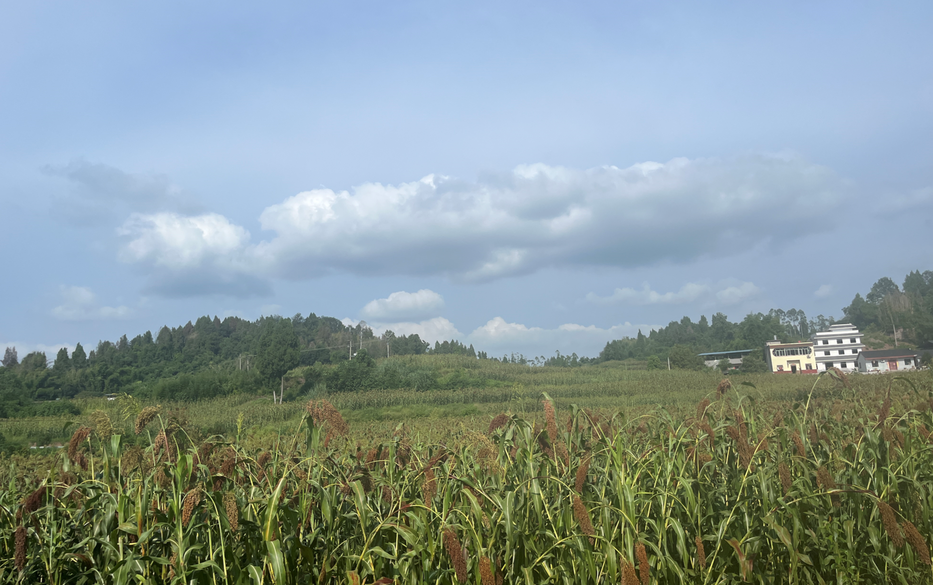 水口镇汪祠村200亩优质高粱喜获丰收——铜梁网
