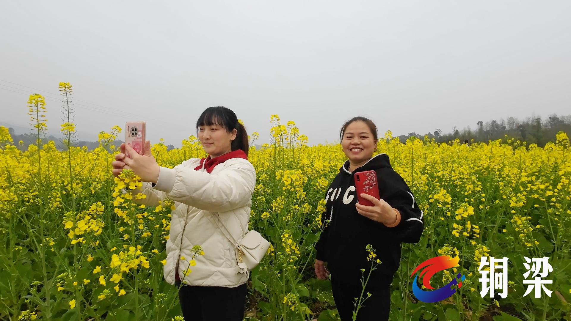 铜梁油菜花图片