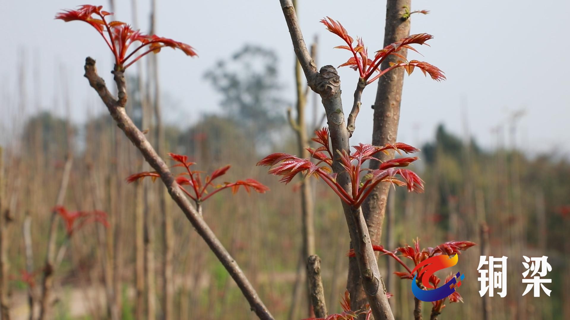 在铜梁区旧县街道宋坪村的香椿种植基地里,一排排齐人高的椿芽树横竖