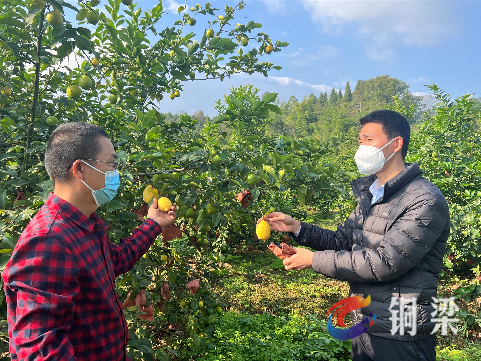 双山镇农业复工复产进行时——铜梁网