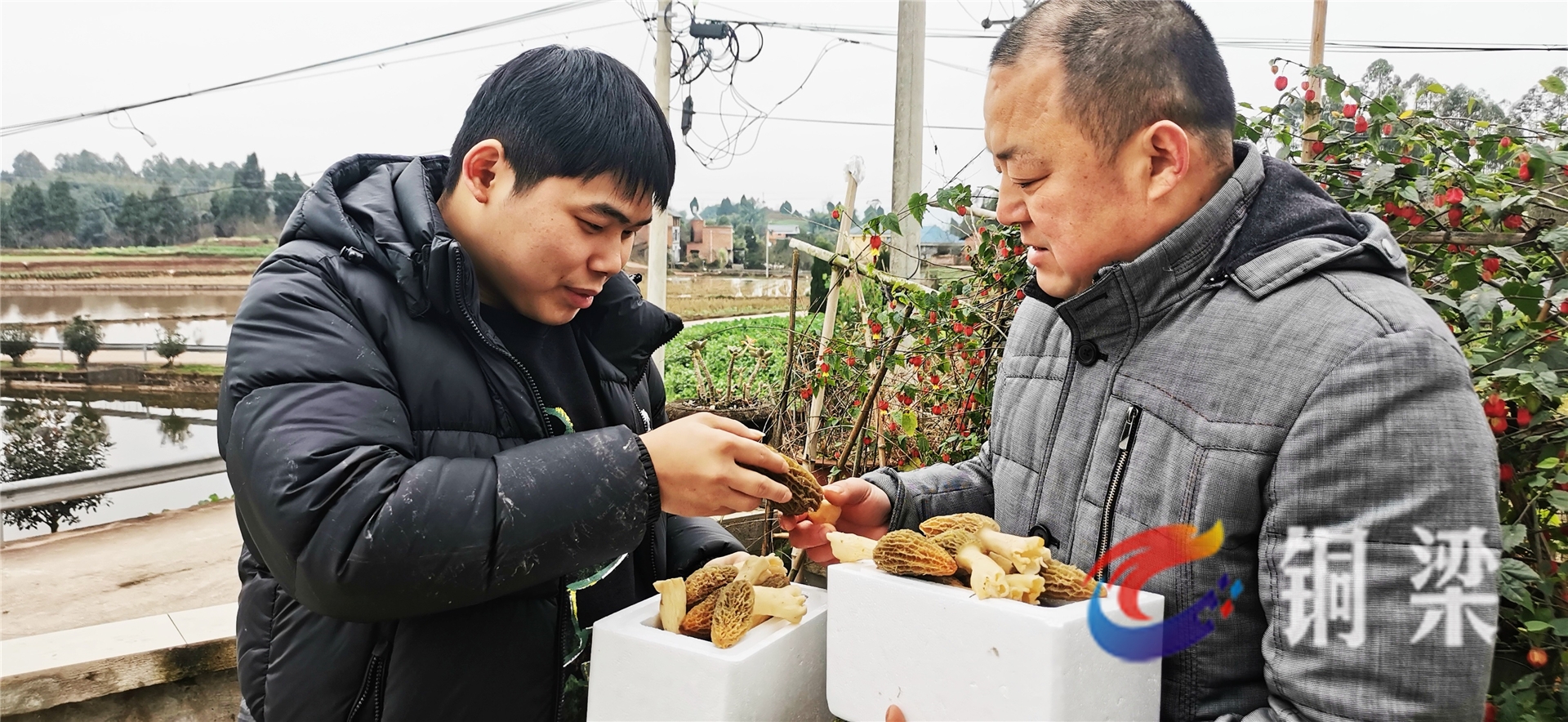 銅梁興建村:種植羊肚菌 閒田助增收 ——銅梁網