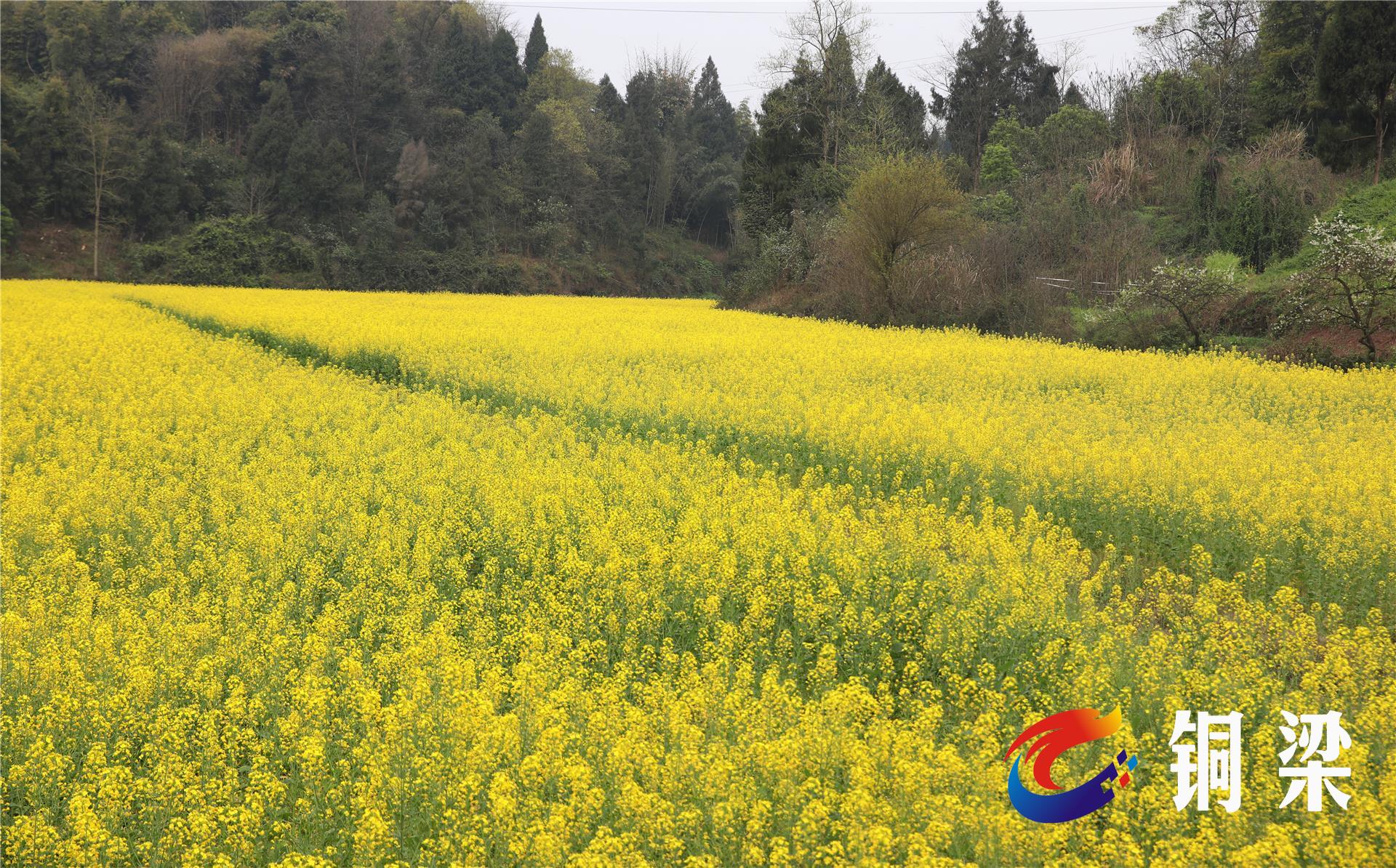 铜梁区巴川千年村:乡村产业遍地开花 集体经济硕果满枝——铜梁网