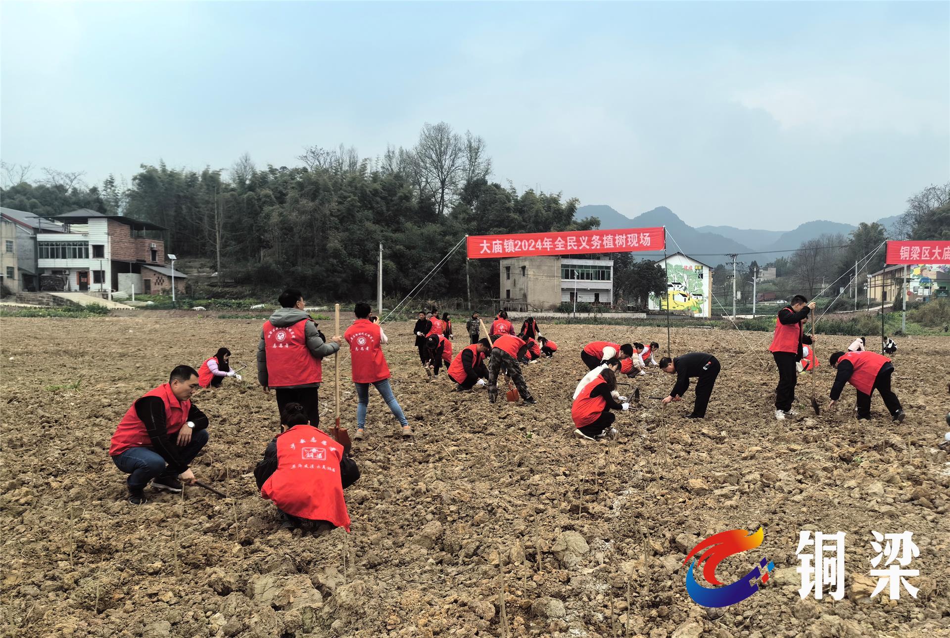 植树造林正当时 铜梁区大庙镇再添新绿——铜梁网