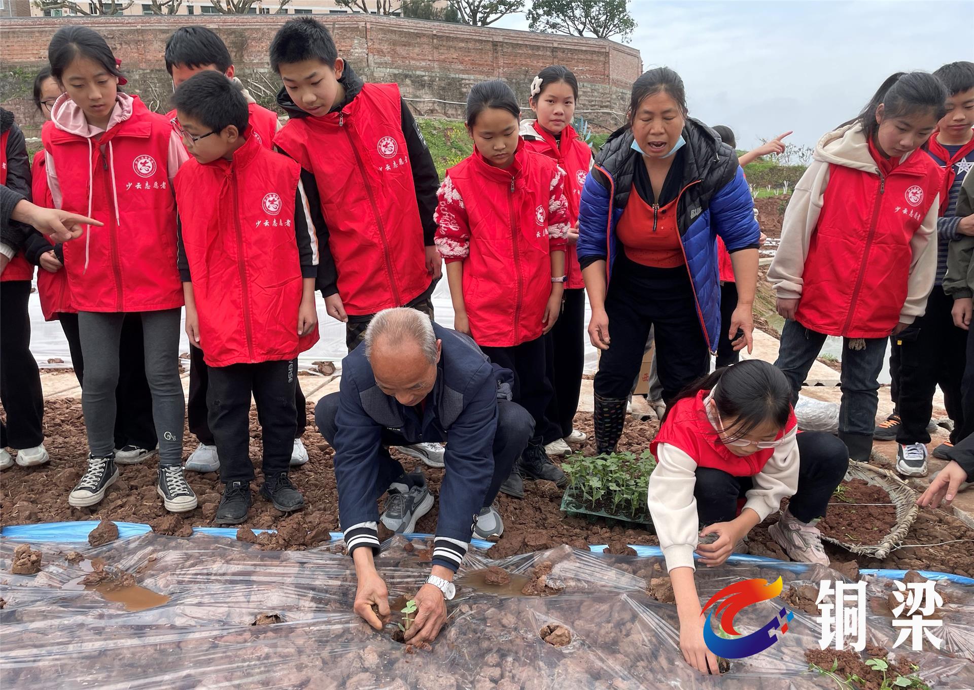 铜梁区大庙小学:学农拾新知,争做小农民——铜梁网
