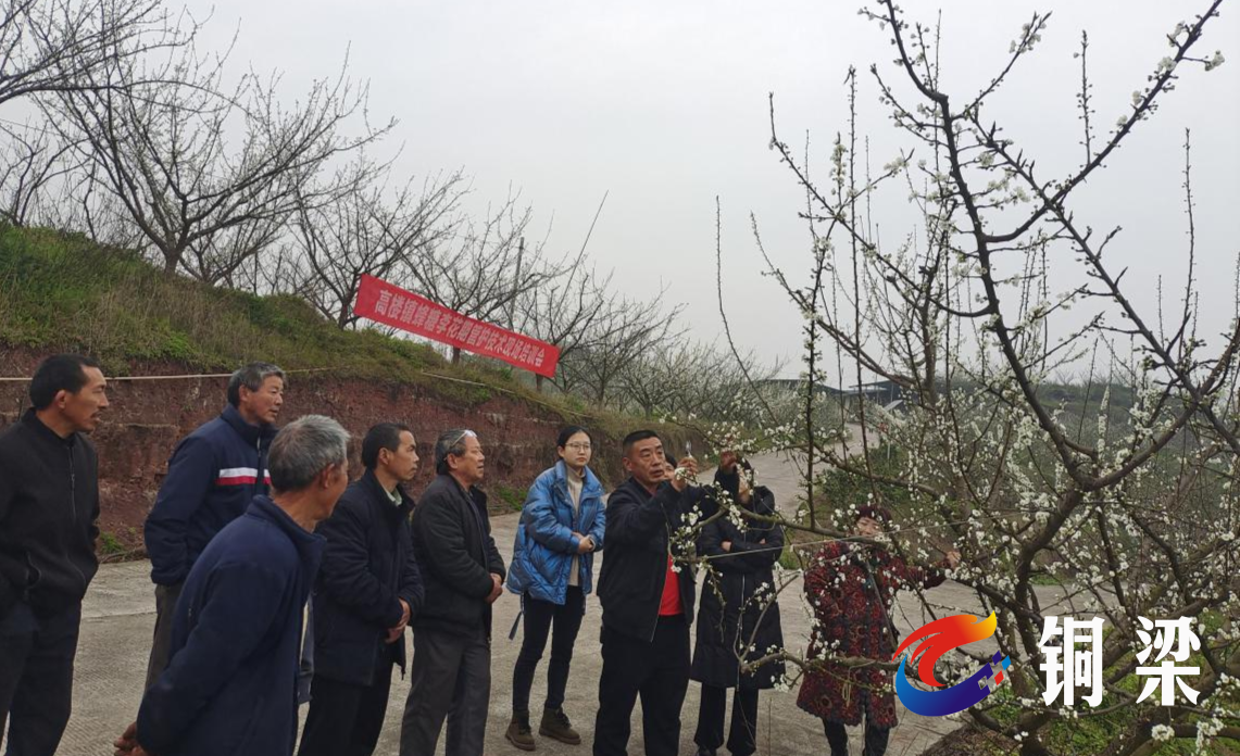 高楼镇:田间课堂"充电"忙 "传经送宝"助增收——铜梁网