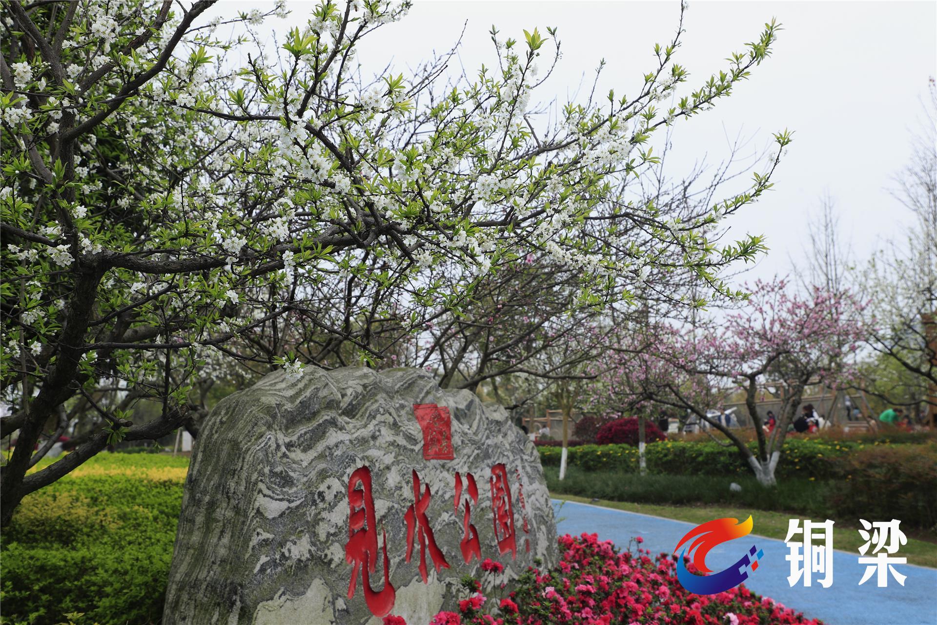 铜梁:见水公园花开繁茂——铜梁网