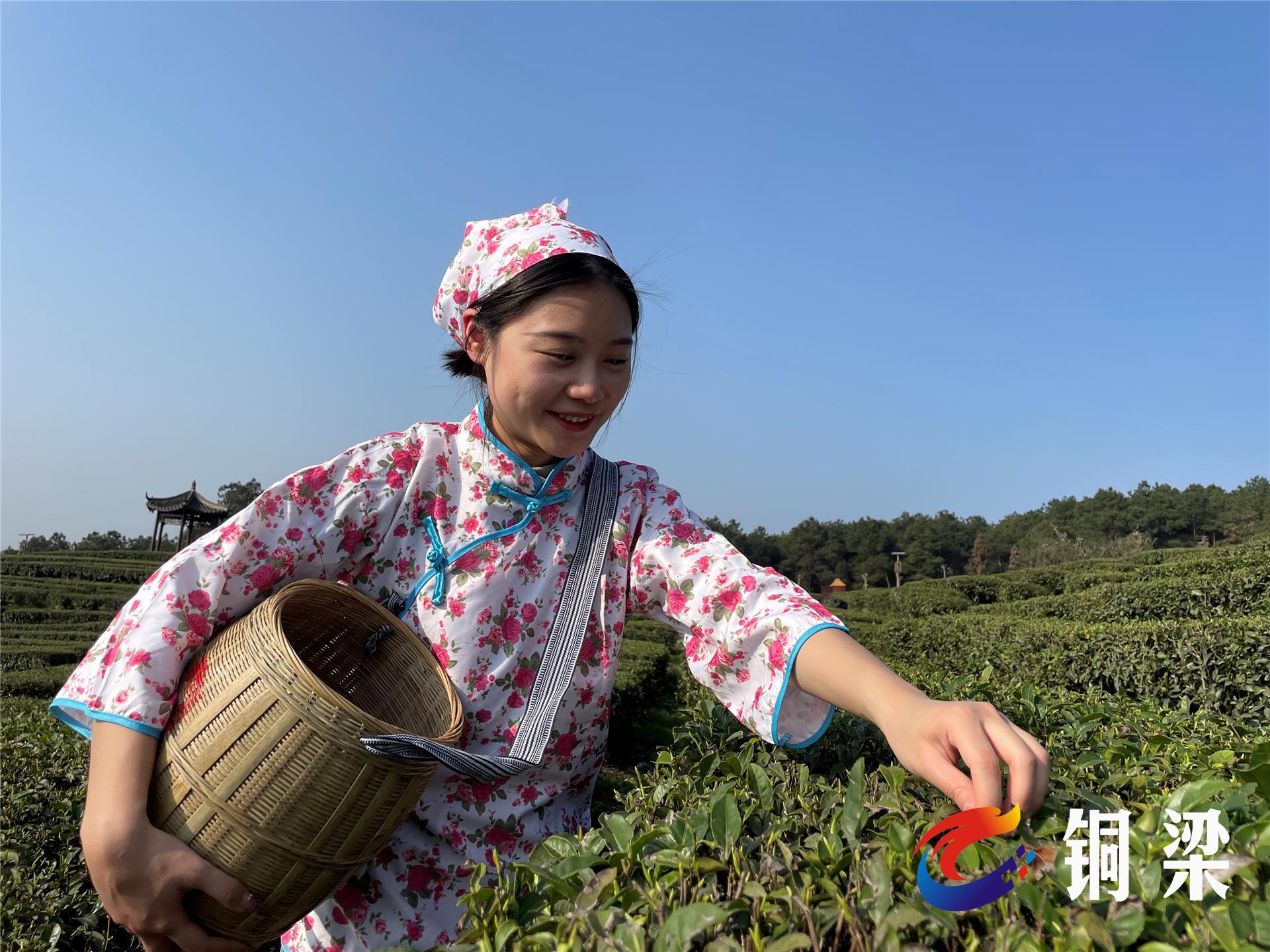 铜梁区安溪镇6500亩春茶"抢鲜"开采——铜梁网