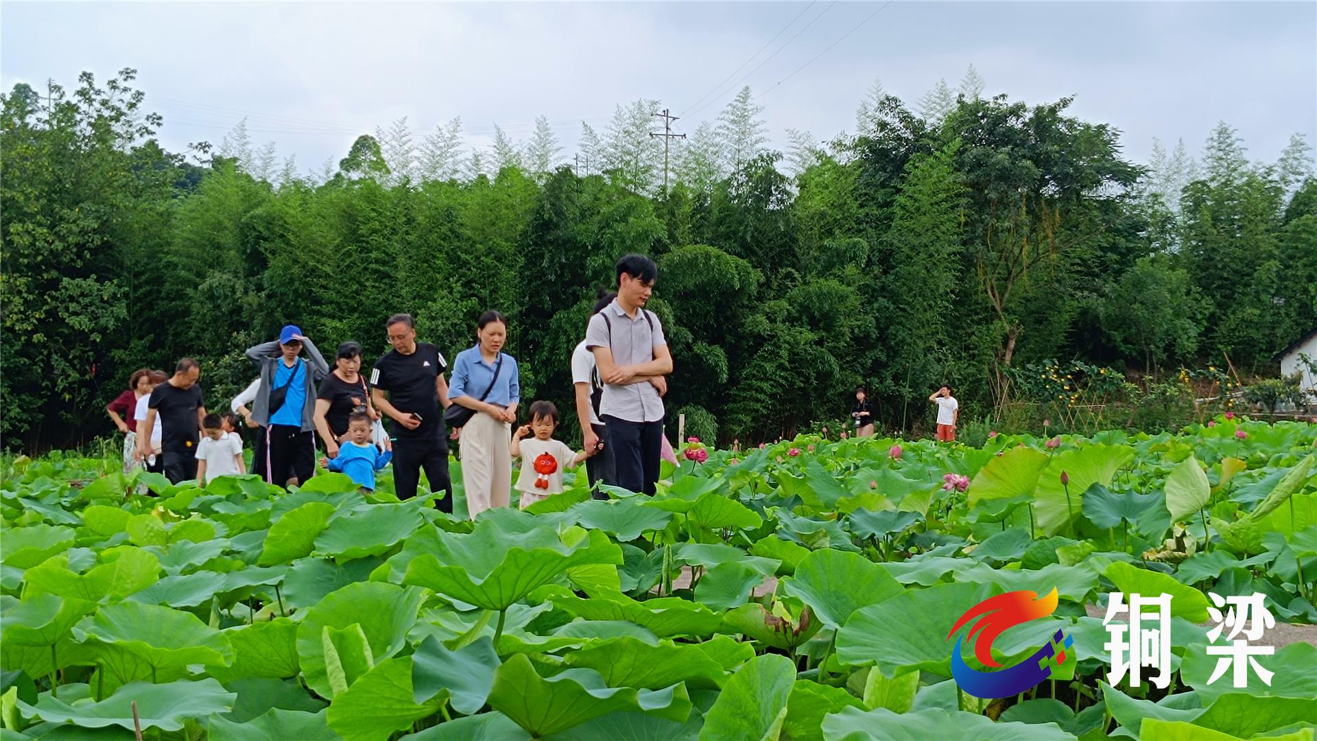 铜梁荷和原乡图片