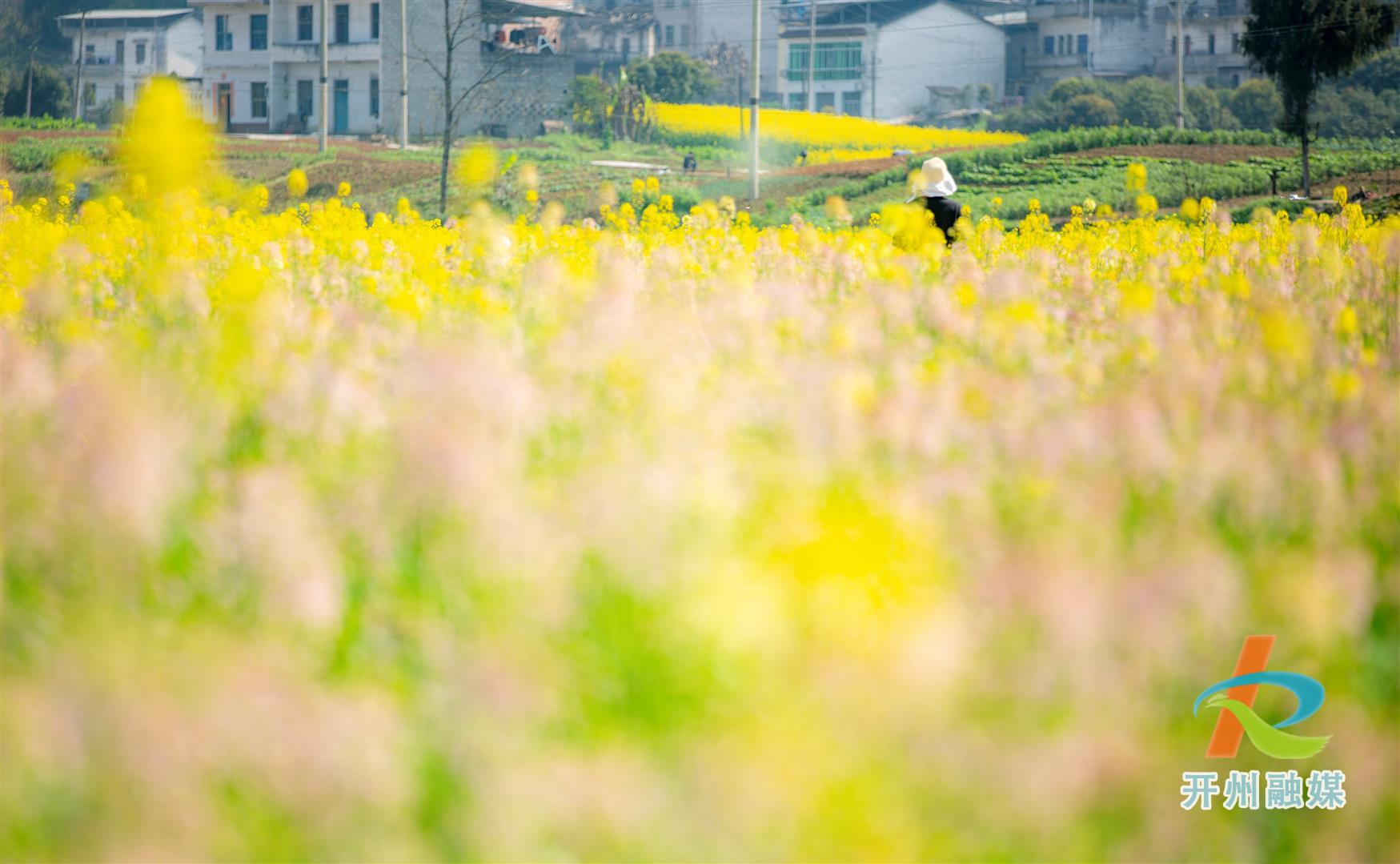 【博鱼·体育中国入口】开州温泉千亩油菜花向阳盛开！是彩色的哦！(图9)