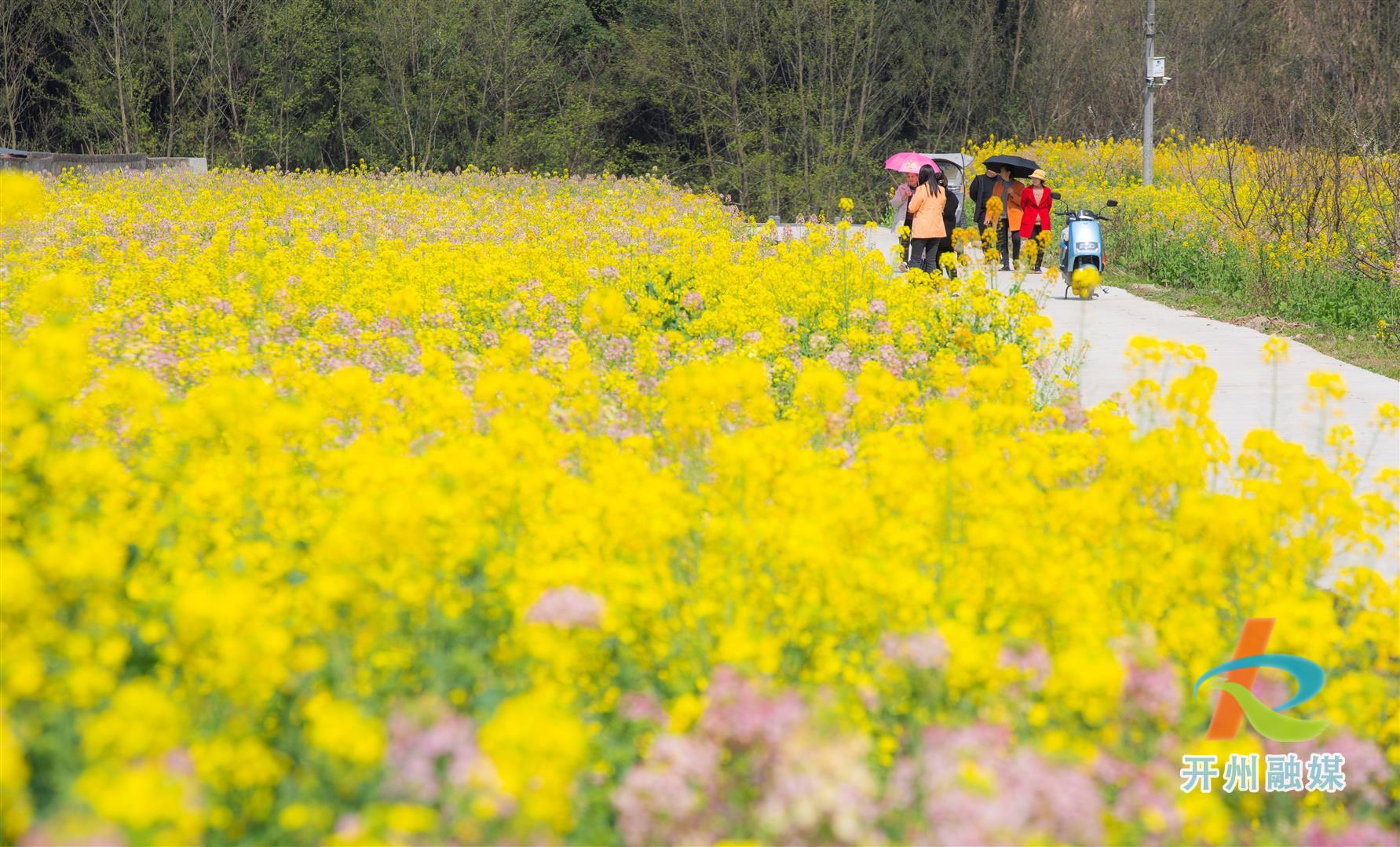 开州温泉千亩油菜花向阳盛开！是彩色的哦！|im电竞官方网站(图3)