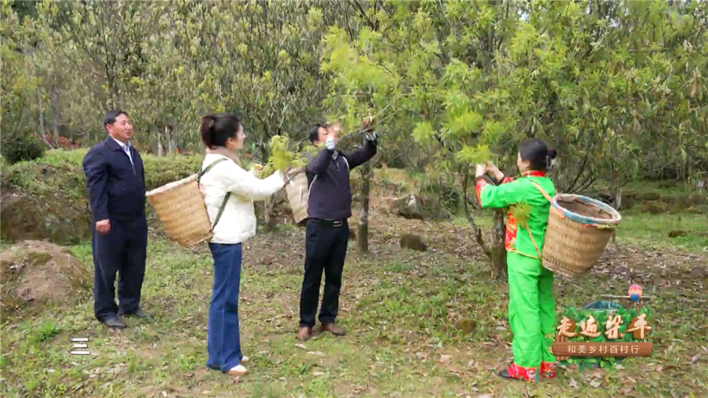 走遍梁平 | 茶稻花果乡 生态幸福地