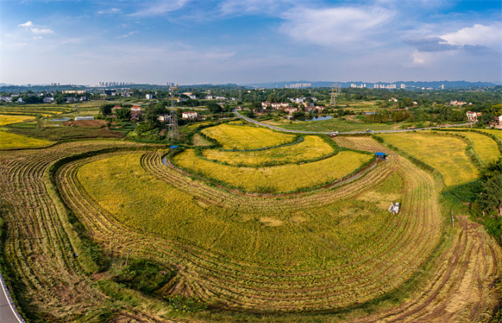 西彭镇新民村金黄色的稻田.