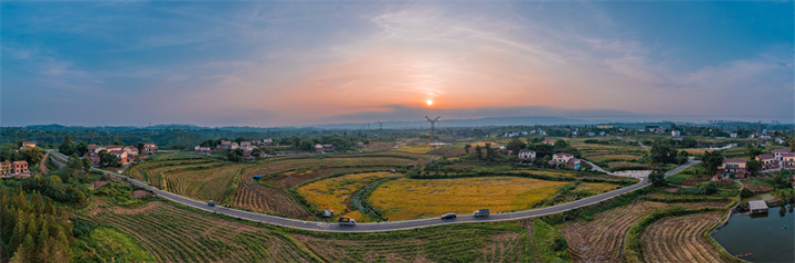 西彭镇新民村金黄色的稻田.