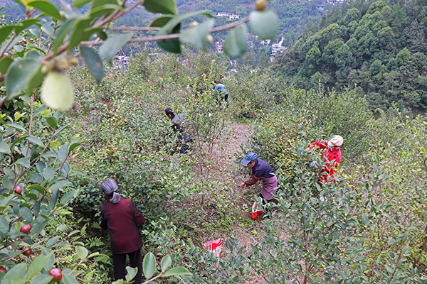 油茶迎丰收村民采摘忙