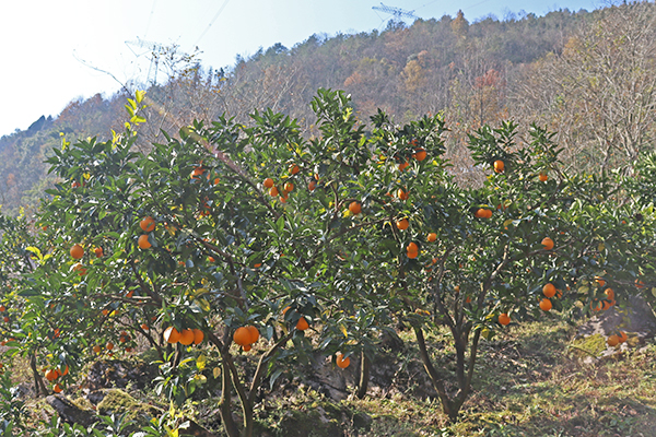 乡村振兴彭水在行动平安镇脐橙挂满枝游客采摘乐