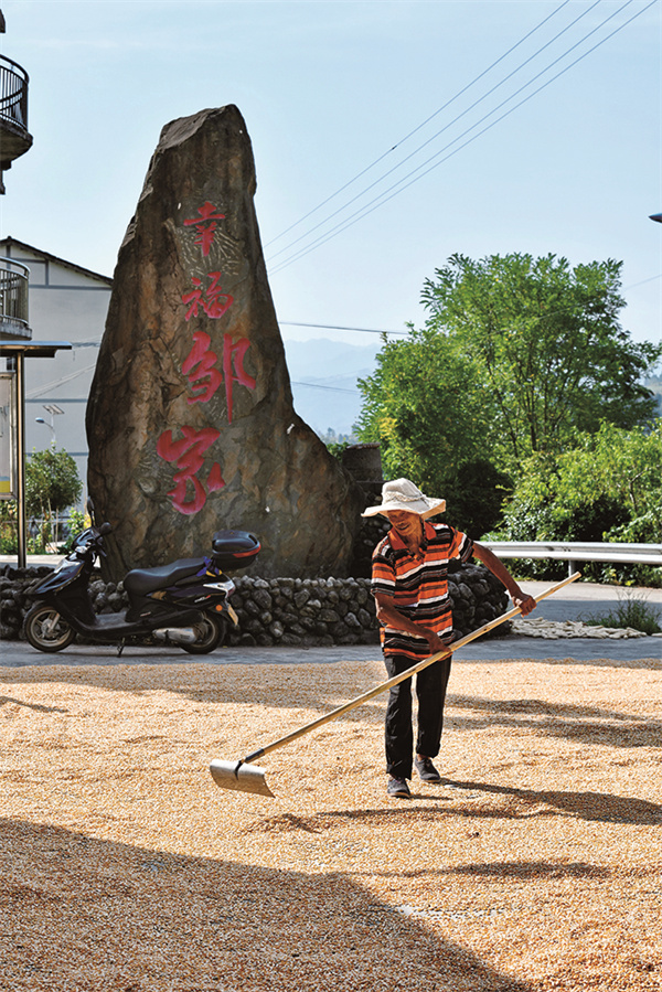 近日,龙河镇杉木岩村四组,江池镇邹家村二组,村民晾晒玉米.