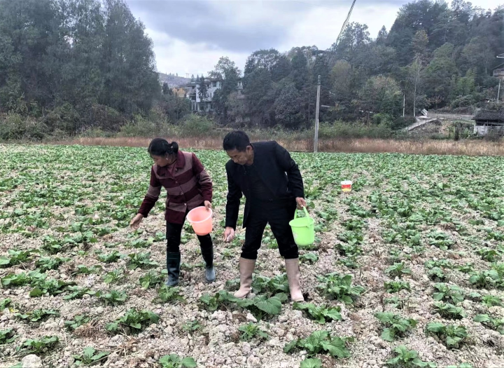 杨通明和村民在给榨菜上肥.jpg