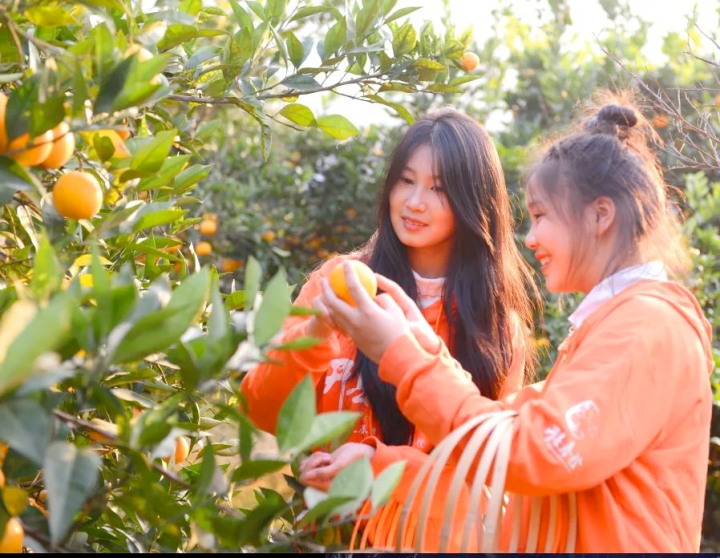 “雷火电竞在线登录官网”开州将围绕柑橘产业  形成“从一粒种子到一杯橙汁”的全产业链(图3)