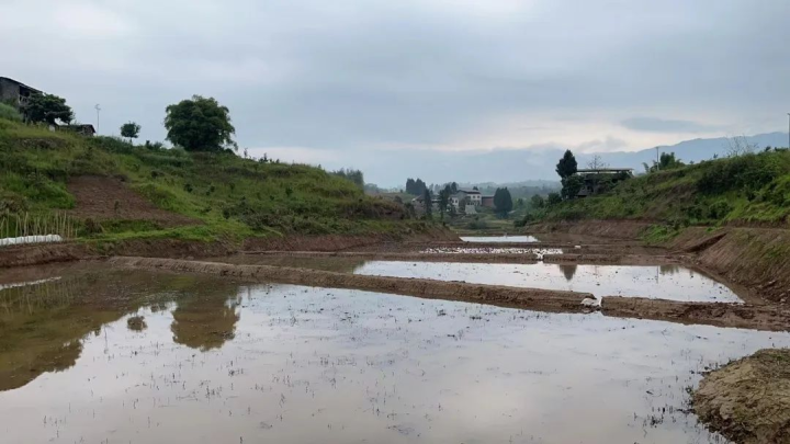 开州区首次在全市大面积推广水稻“淹水直播”技术-环球体育app在线登录(图3)