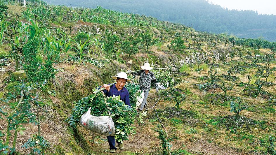 树人镇3万余亩青花椒成熟上市-丰都新闻网