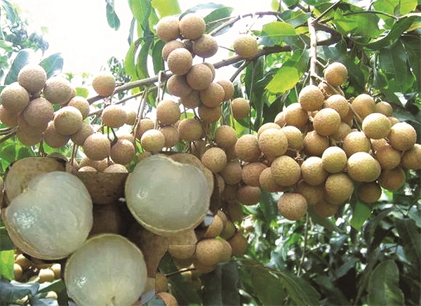 我县龙眼"甜蜜"上市-丰都新闻网
