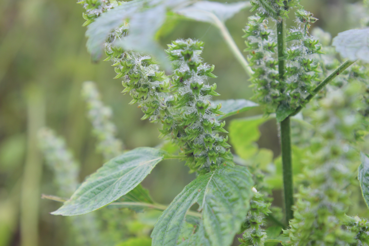 乡村振兴彭水在行动石柳2000亩紫苏喜获丰收