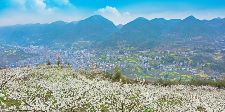 竹园镇:万亩李花摇曳开 只为等君你来赏